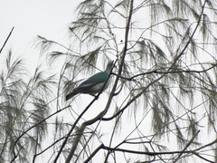 Ducula perspicillata