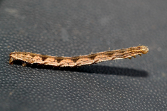 Eupithecia succenturiata