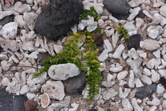 Teucrium townsendii