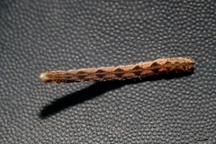 Eupithecia succenturiata