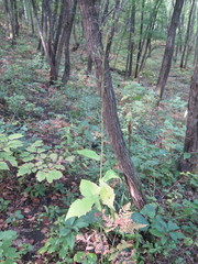 Lactuca raddeana