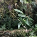 Anthurium longistipitatum Croat 4