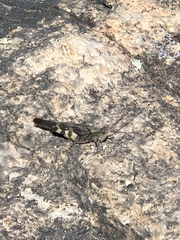 Spharagemon saxatile