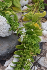 Teucrium townsendii