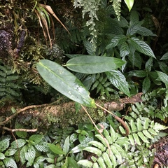 Anthurium longistipitatum