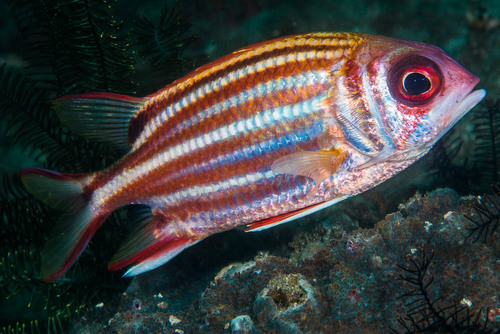 Red Squirrelfish