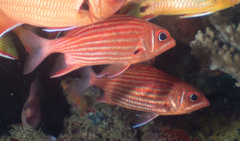 Samurai Squirrelfish photo 4