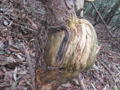 Cronartium orientale