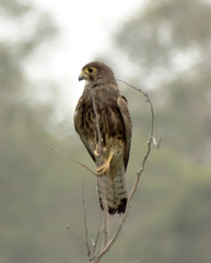 Falco moluccensis