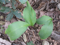 Convallaria keiskei