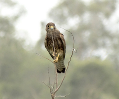 Falco moluccensis