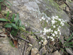 Gypsophila oldhamiana