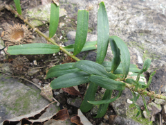 Gypsophila oldhamiana