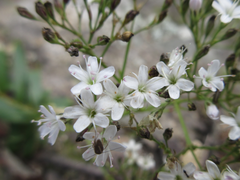 Gypsophila oldhamiana