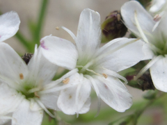 Gypsophila oldhamiana