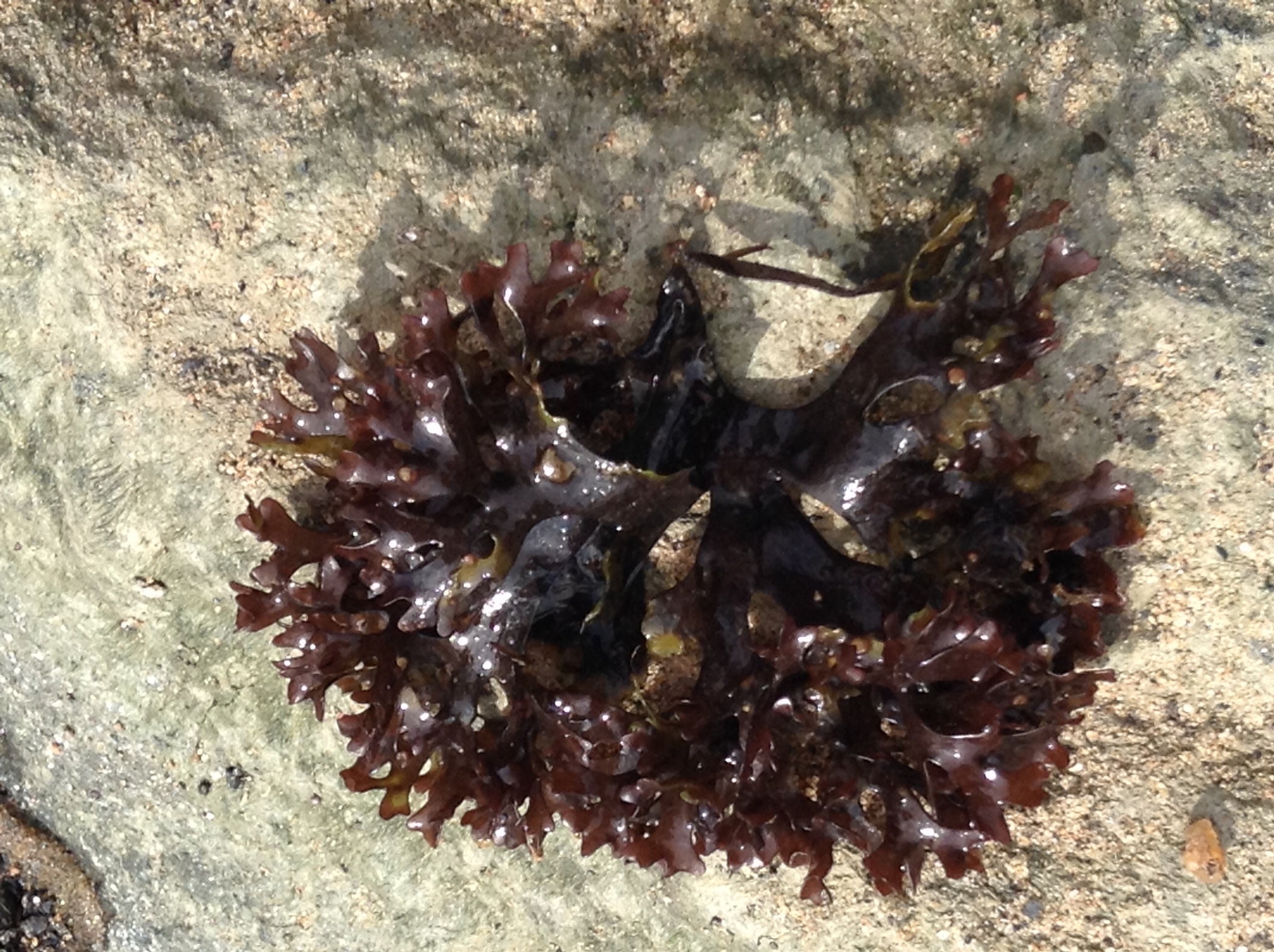 Chondrus