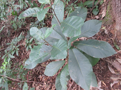 Magnolia obovata