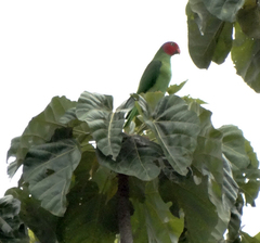 Geoffroyus geoffroyi