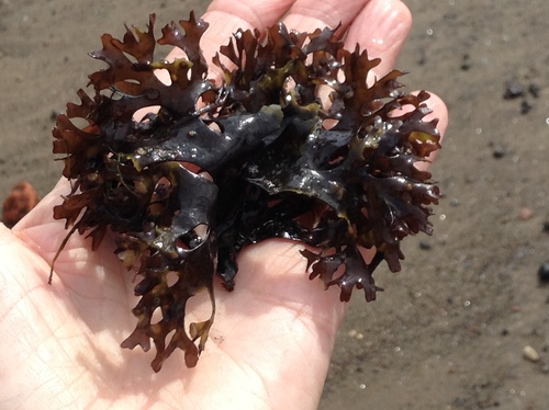 Irish Moss