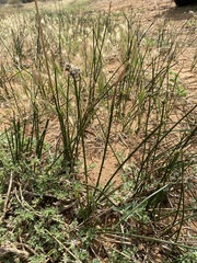 Cyperus gymnocaulos