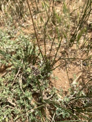 Cyperus gymnocaulos