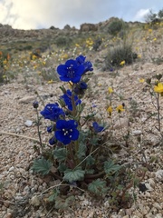 Phacelia nashiana
