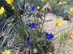 Phacelia nashiana