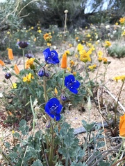 Phacelia nashiana
