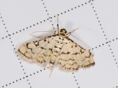 Hileithia rehamalis