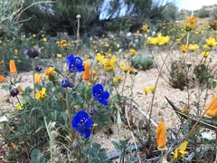 Phacelia nashiana