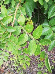 Bursera tomentosa