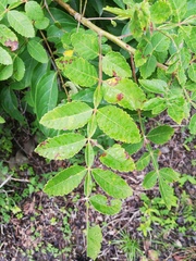 Bursera tomentosa