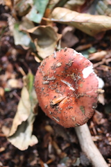 Russula velenovskyi