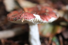 Russula velenovskyi