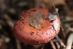 Russula velenovskyi