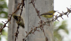 Cinnyris jugularis buruensis