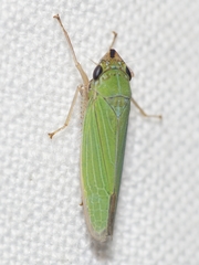 Draeculacephala clypeata