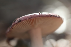 Russula velenovskyi
