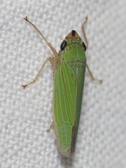 Draeculacephala clypeata
