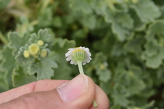 Perityle socorrosensis