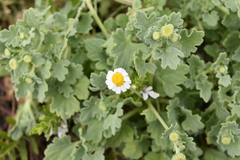 Perityle socorrosensis