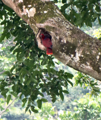 Eclectus roratus roratus