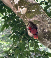 Eclectus roratus roratus
