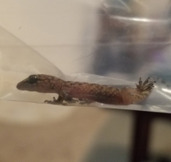 Hemidactylus turcicus