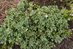 Perityle socorrosensis