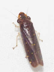 Paraulacizes thunbergi