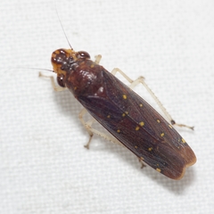 Paraulacizes thunbergi