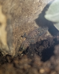 Hemidactylus turcicus