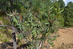 Comarostaphylis longifolia
