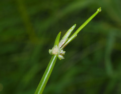 Isolepis prolifera